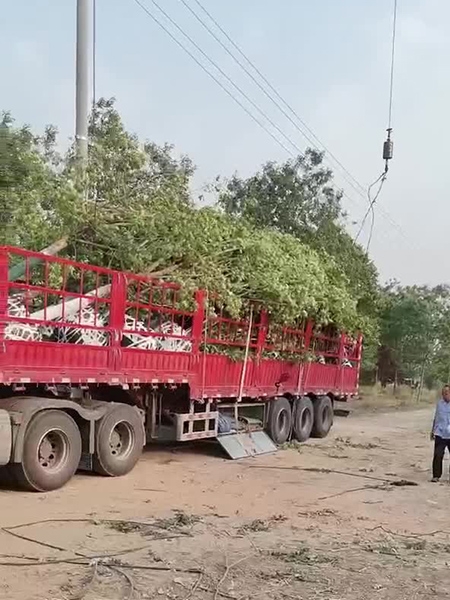 裝車現(xiàn)場（視頻）